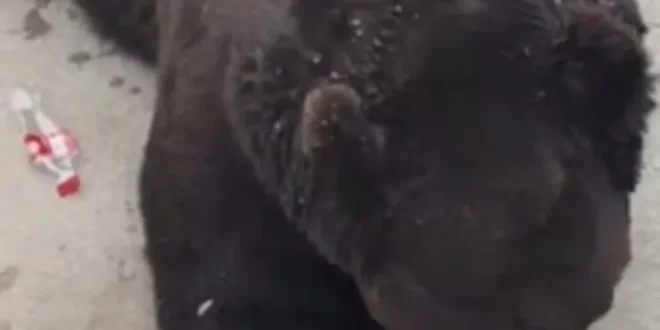 Inteligência animal: urso em zoológico abre garrafa de Coca-Cola sozinho e bebe todo o conteúdo