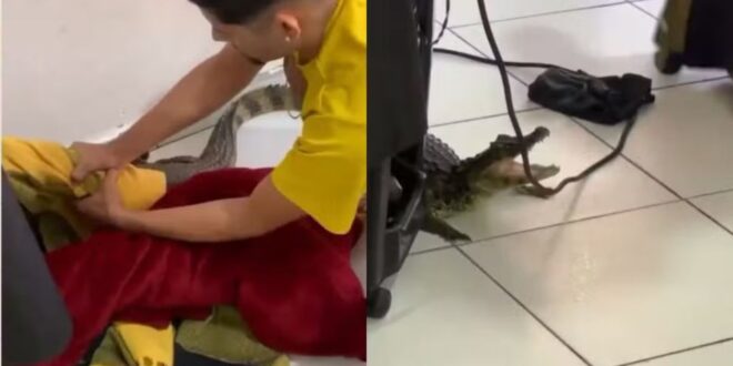 Queria fazer uma escova: jacaré invade salão de beleza e surpreende clientes