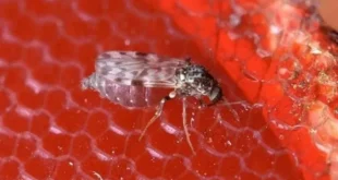 Alerta: Manaus registra surto recorde de oropouche e vírus se espalha pelo Brasil