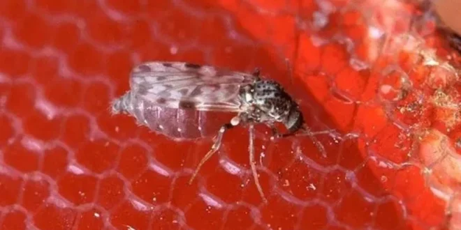 Alerta: Manaus registra surto recorde de oropouche e vírus se espalha pelo Brasil