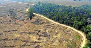 Acre está fora da lista dos 10 estados que mais desmataram em 2025: Brasil desmatou uma Fernando de Noronha por dia