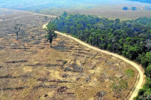 Acre está fora da lista dos 10 estados que mais desmataram em 2025: Brasil desmatou uma Fernando de Noronha por dia
