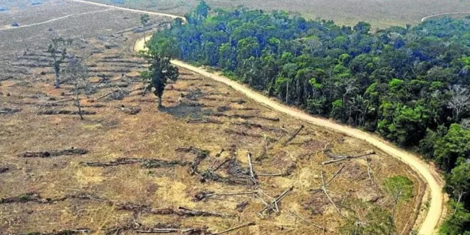 Acre está fora da lista dos 10 estados que mais desmataram em 2025: Brasil desmatou uma Fernando de Noronha por dia
