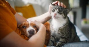 Pets fazem tão bem quanto amigos e família, aponta estudo