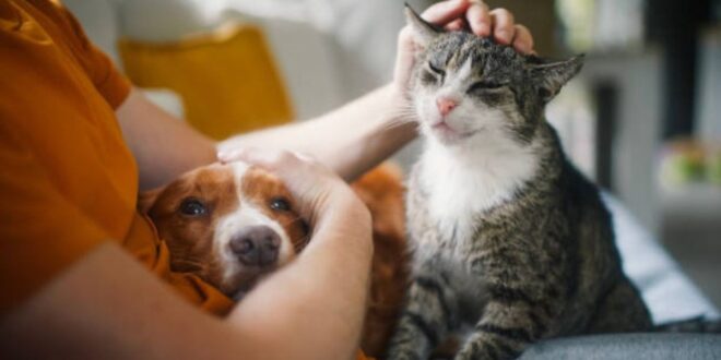 Pets fazem tão bem quanto amigos e família, aponta estudo