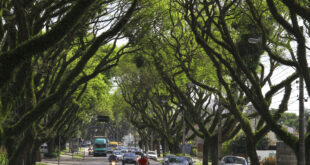 Curitiba vai plantar meio milhão de árvores para se proteger das mudanças climáticas