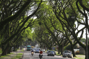 Curitiba vai plantar meio milhão de árvores para se proteger das mudanças climáticas