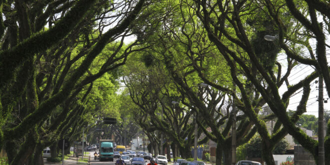Curitiba vai plantar meio milhão de árvores para se proteger das mudanças climáticas