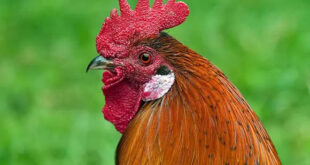 Curiosidade animal: galinhas podem desenvolver traços de galo em casos de reversão sexual