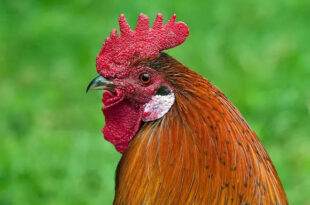 Curiosidade animal: galinhas podem desenvolver traços de galo em casos de reversão sexual