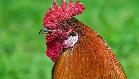 Curiosidade animal: galinhas podem desenvolver traços de galo em casos de reversão sexual