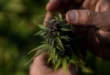 Documento de 1906 revela que o Brasil já exportou maconha antes da proibição