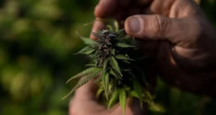 Documento de 1906 revela que o Brasil já exportou maconha antes da proibição