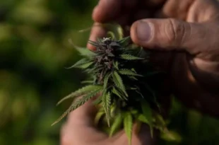 Documento de 1906 revela que o Brasil já exportou maconha antes da proibição