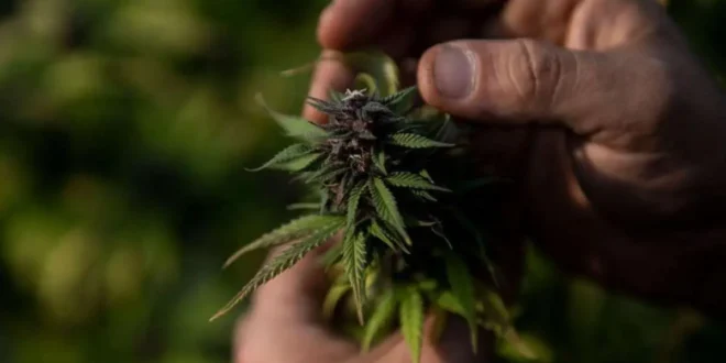 Documento de 1906 revela que o Brasil já exportou maconha antes da proibição
