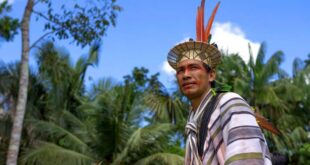 Ayahuasca: consumo ameaça plantas e indígenas criticam comercialização de tradições