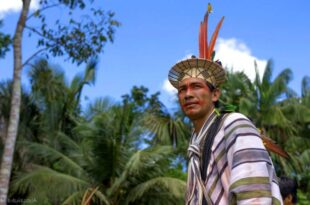 Ayahuasca: consumo ameaça plantas e indígenas criticam comercialização de tradições