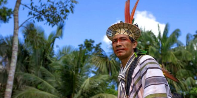 Ayahuasca: consumo ameaça plantas e indígenas criticam comercialização de tradições