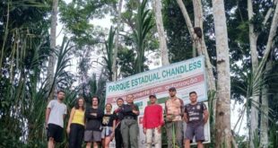 4 novas espécies de formigas são descobertas no Parque Estadual Chandless
