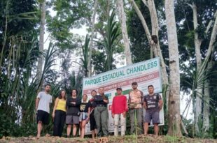 4 novas espécies de formigas são descobertas no Parque Estadual Chandless