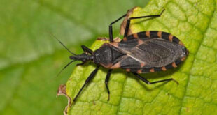 Mudanças climáticas podem aumentar a incidência da doença de Chagas na Amazônia