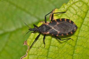 Mudanças climáticas podem aumentar a incidência da doença de Chagas na Amazônia
