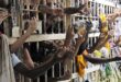 É extrema direita, estúpido: presídio de São Paulo tem quase o dobro da capacidade