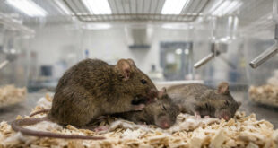 Inteligência animal: camundongos tentam reanimar membros do grupo quando percebem uma emergência