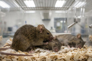 Inteligência animal: camundongos tentam reanimar membros do grupo quando percebem uma emergência