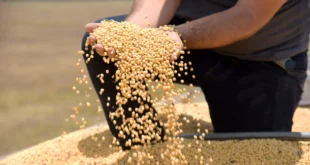 Tarifaço de Trump pode atingir 36,5% das exportações do agro brasileiro aos EUA