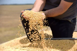 Tarifaço de Trump pode atingir 36,5% das exportações do agro brasileiro aos EUA