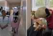 Animais terapeutas: égua e cadela visitam pacientes em hospital