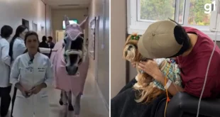 Animais terapeutas: égua e cadela visitam pacientes em hospital