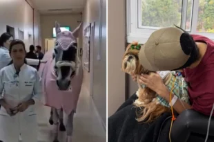 Animais terapeutas: égua e cadela visitam pacientes em hospital