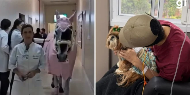 Animais terapeutas: égua e cadela visitam pacientes em hospital