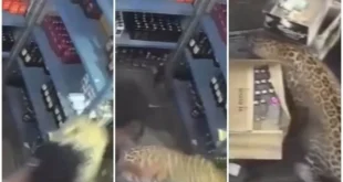 Leopardo entra em distribuidora e ataca vendedor
