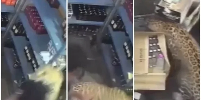 Leopardo entra em distribuidora e ataca vendedor