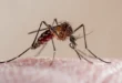 Saúde alerta que El Niño pode elevar casos de dengue e chikungunya
