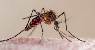 Saúde alerta que El Niño pode elevar casos de dengue e chikungunya
