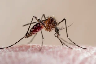 Saúde alerta que El Niño pode elevar casos de dengue e chikungunya