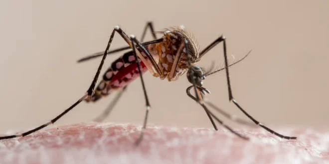 Saúde alerta que El Niño pode elevar casos de dengue e chikungunya