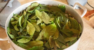 DMT da Ayahuasca pode ajudar o cérebro a produzir novos neurônios