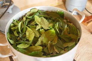DMT da Ayahuasca pode ajudar o cérebro a produzir novos neurônios