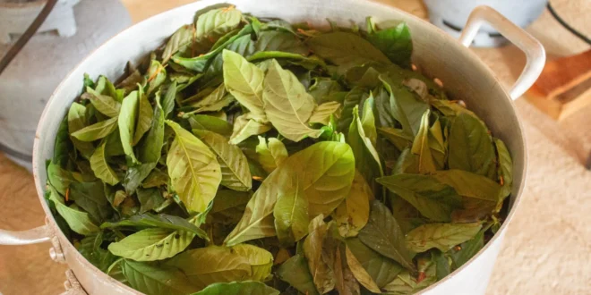 DMT da Ayahuasca pode ajudar o cérebro a produzir novos neurônios