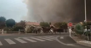 Cavalos são soltos e galopam pelas ruas para fugir de incêndio na França
