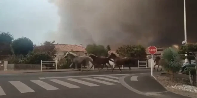Cavalos são soltos e galopam pelas ruas para fugir de incêndio na França