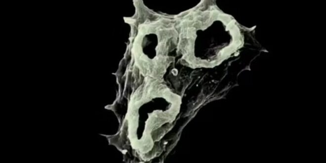 Mudanças climáticas: favorecida pelo aquecimento das águas ameba comedora de cérebro se espalha pelo mundo