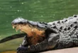 Israel mantém plano de fosso de crocodilos em prisão de palestinos