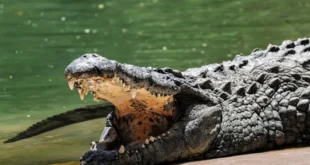 Israel mantém plano de fosso de crocodilos em prisão de palestinos