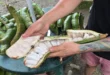 Ingá: a fruta amazônica que favorece a saúde da microbiota intestinal e tem alto potencial agroflorestal